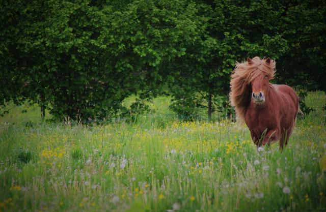 Liebe Grüße vom Islandpferdehof Desput aus der Südoststeiermark :) | Foto: Lisa Marie Kienböck