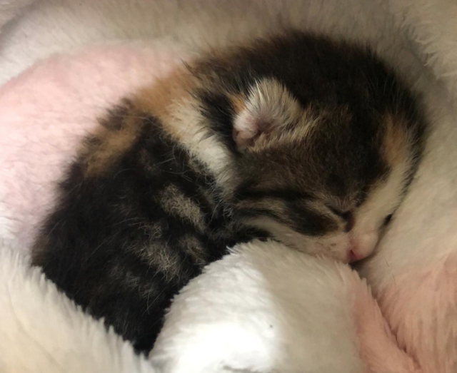 Das Katzenmädchen wurde neben toter Mutter geborgen und wird nun aufgepäppelt.