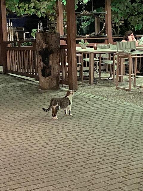 Die Katze die Namensgeber für einen eigenen Wein wurde. Zugelaufen.  | Foto: Herbert Waltl