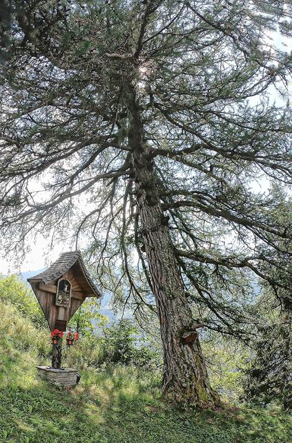 300 Jahre alte Lärche