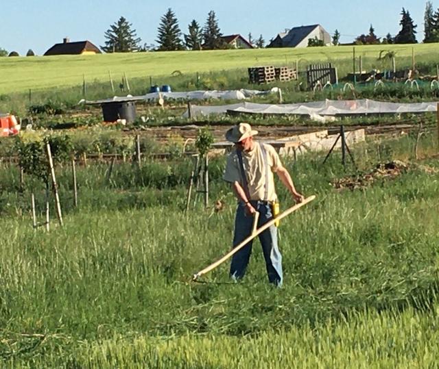 Mit der Sense zu mähen schont die Umwelt, so die LaaerBergBauern. | Foto: LaaerBergBauern