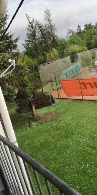 Der Baum hielt dem Sturm nicht stand. | Foto: Sabrina Strutzmann