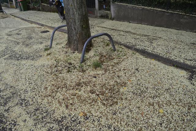 Die Blüten der Schnurbäume bedecken die Haymogasse