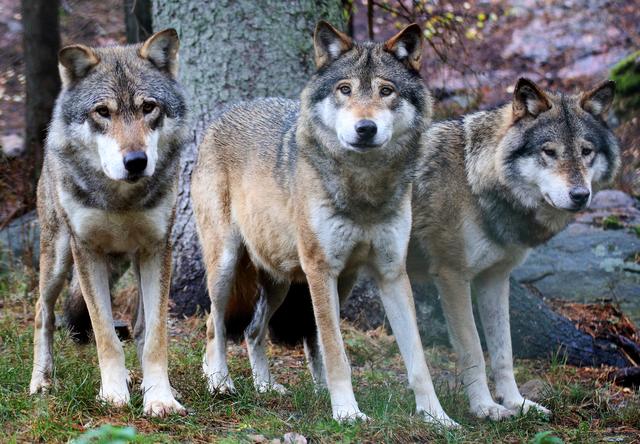 Porthos, Arthos und Aramis heißen die drei neuen Europäischen Wölfe, die letzte Woche ihr neues Gehege im Tierpark Altenfelden bezogen haben.  | Foto: Foto: Thinkstock