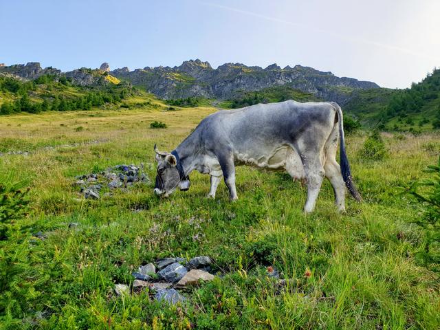 Grauviehkuh Glocke verbringt heuer ihren 15. Almsommer als Melkkuh auf der Falkaunsalm am Kaunerberg.  | Foto: Lorenz Nigg