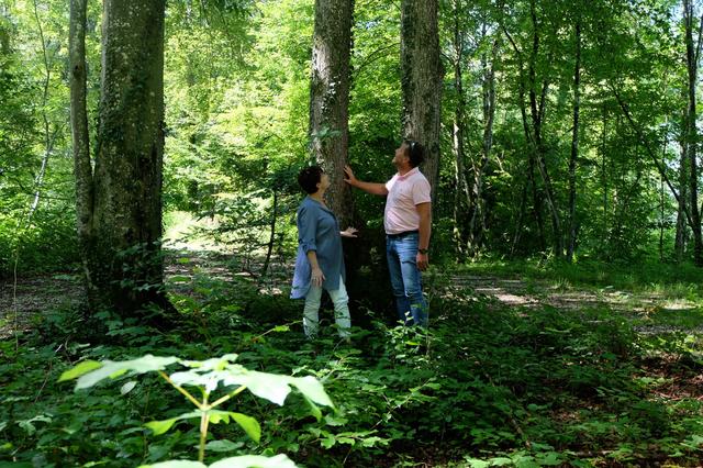 Partnerplatz im Waldfriedhof: paxnatura schafft ein einzigartiges Angebot für Paare und Partner (Symbolbild) 

 | Foto: Paxnatura