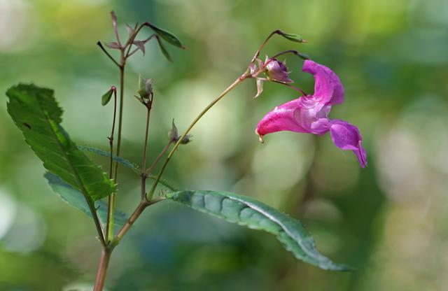 Invasive Pflanzen, wie das Drüsige Springkraut machen der Natur im Bezirk Kufstein immer mehr zu schaffen.  | Foto: Hirtreiter/BB Archiv