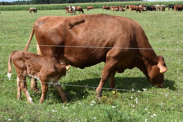 Foto: Michael Strini