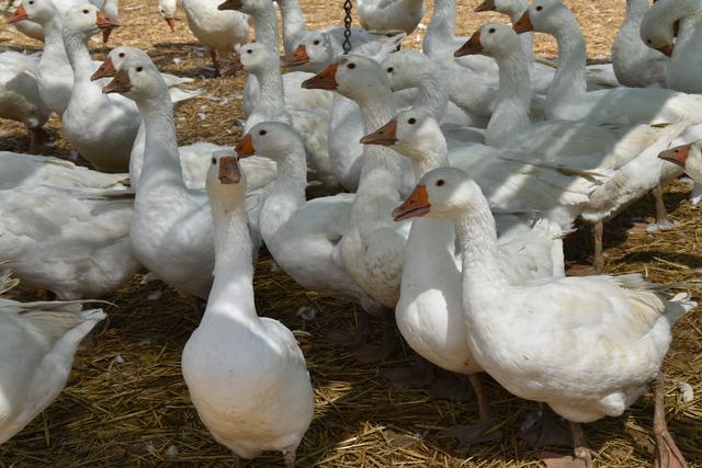 Foto: Michael Strini