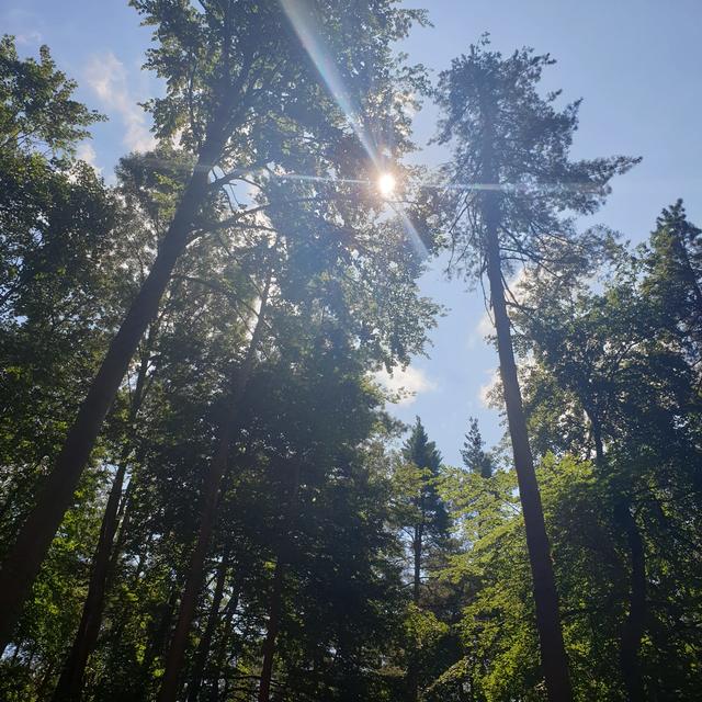 Die Baumriesen im Naturpark.