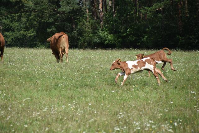 Foto: Michael Strini