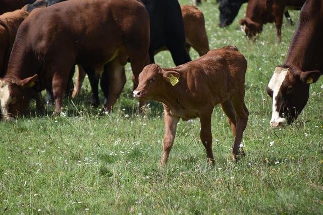 Foto: Michael Strini