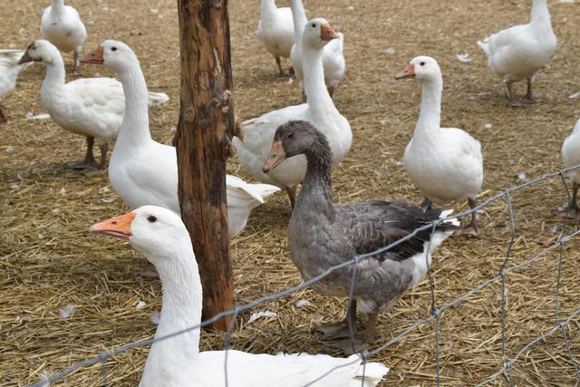 Foto: Michael Strini