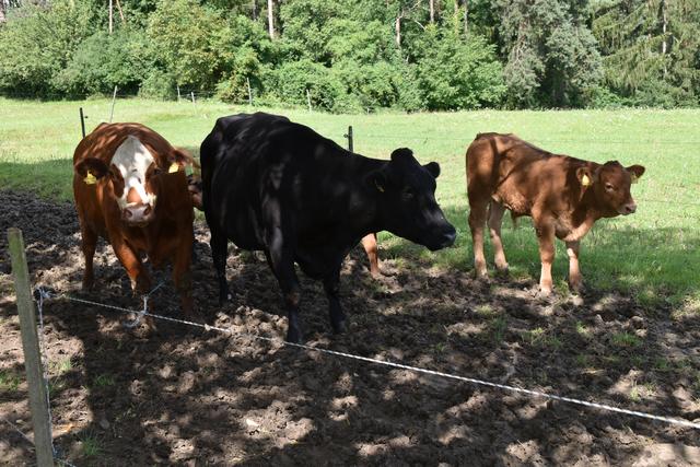 Foto: Michael Strini