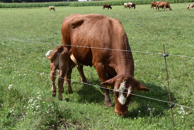 Foto: Michael Strini