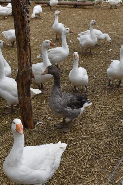 Statt einem "schwarzen Schaf" hat Familie Klepits eine graue Gans | Foto: Michael Strini