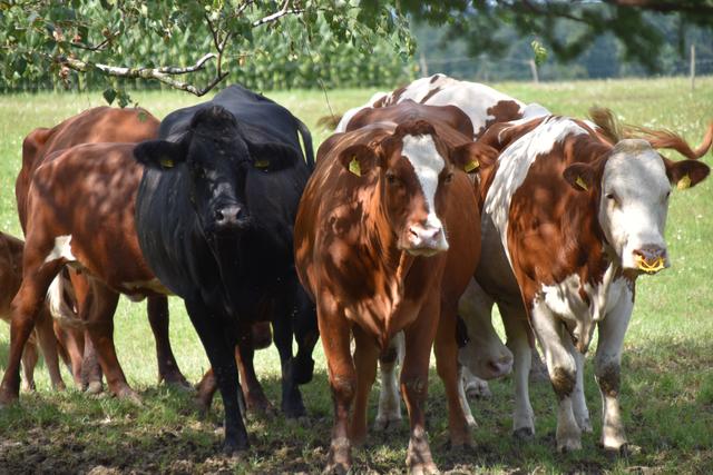 Foto: Michael Strini