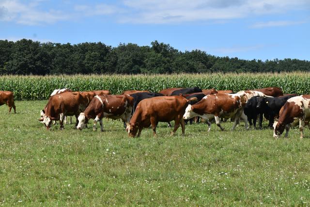 Foto: Michael Strini