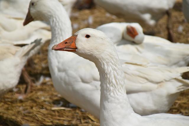 Foto: Michael Strini