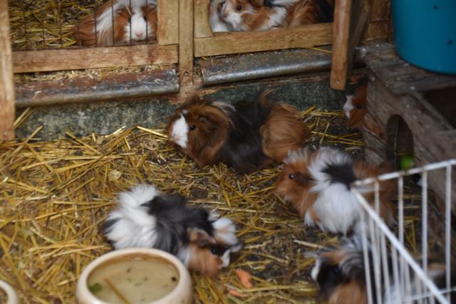 Die putzigen Meerschweinchen tummeln sich in ihrem Stall. | Foto: Michael Strini