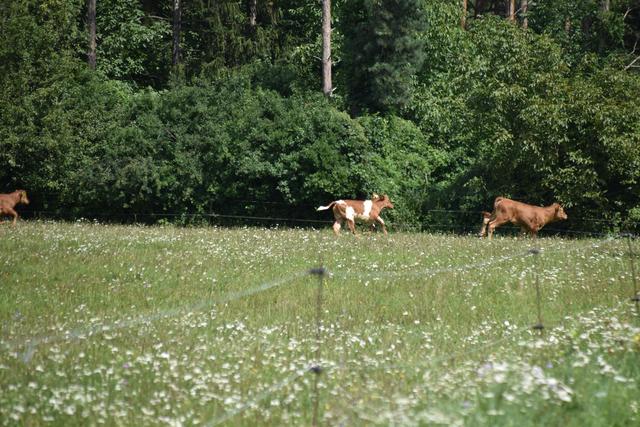 Foto: Michael Strini