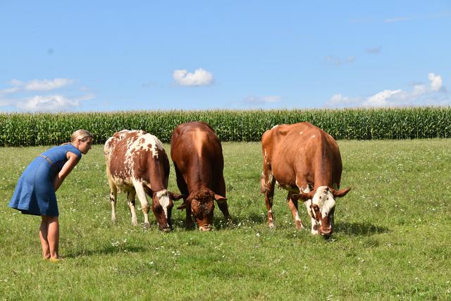 Stier Willi (Mitte) mit zwei seiner Damen beim Grasen | Foto: Michael Strini