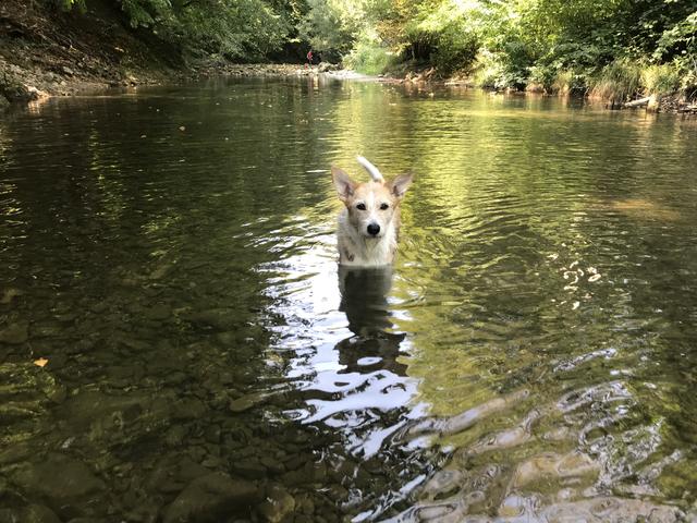 Auch Hunde müssen an den Umgang mit Wasser gewöhnt werden und das Schwimmen gegebenenfalls erlernen. | Foto: TOW/Simone Gräber