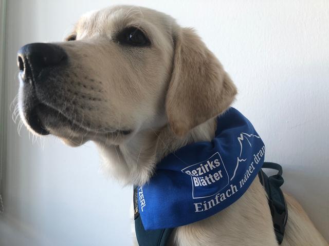 Nala durfte mit in die Redaktion und war bei vielen Themen einfach näher dran.  | Foto: sm