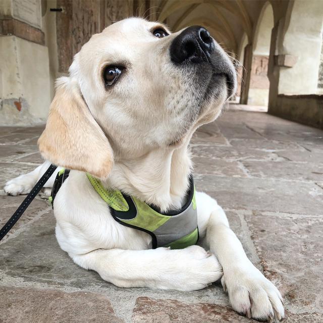 Fast ein Jahr lang blieb Hund Nala als angehender Partnerhund bei den Bezirksblättern.  | Foto: sm