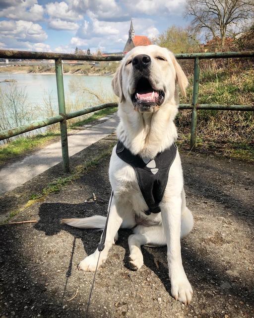 die zufriedene Nala auf einen Spaziergang im Bayerischen Laufen. | Foto: sm