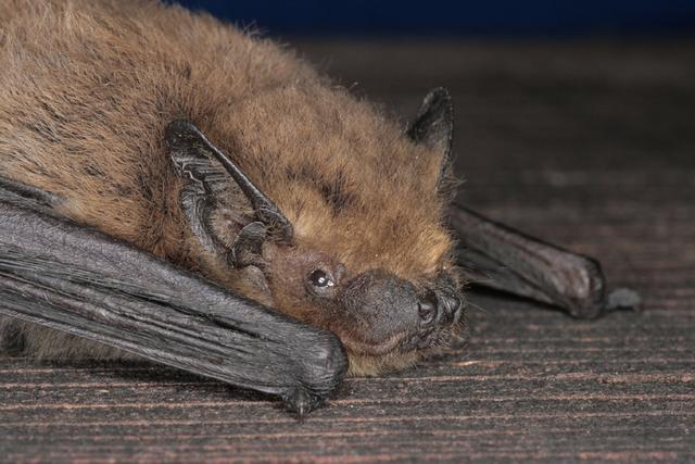 Weißrandfledermaus © J. Limberger