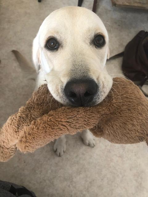 Hund Nala liebte es Geschenke zu machen und einem etwas zu bringen. | Foto: sm