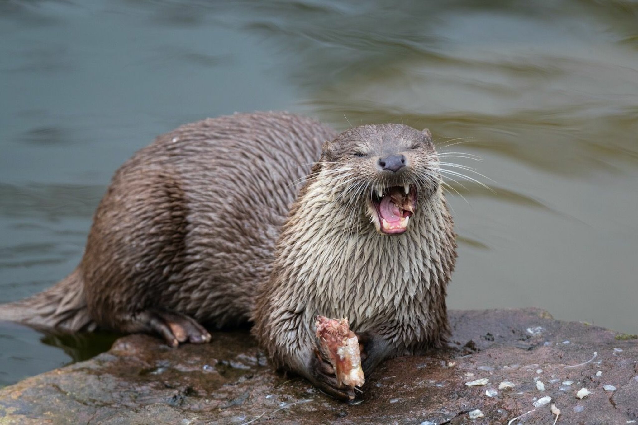 Otter Als Haustier In österreich