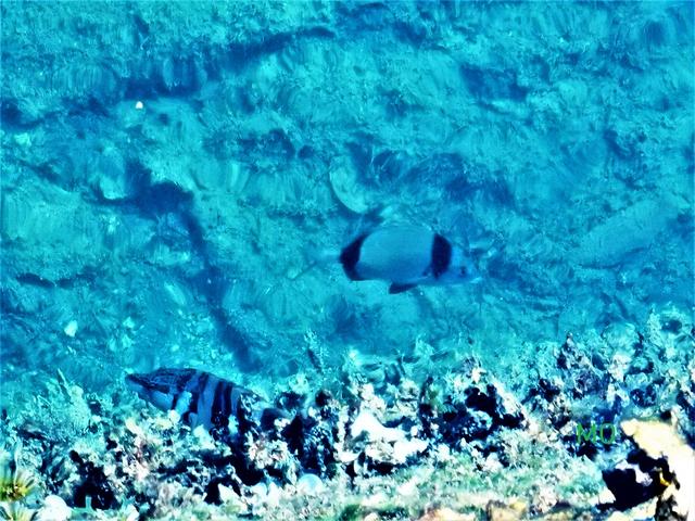 Fische, Meer, Kroatien