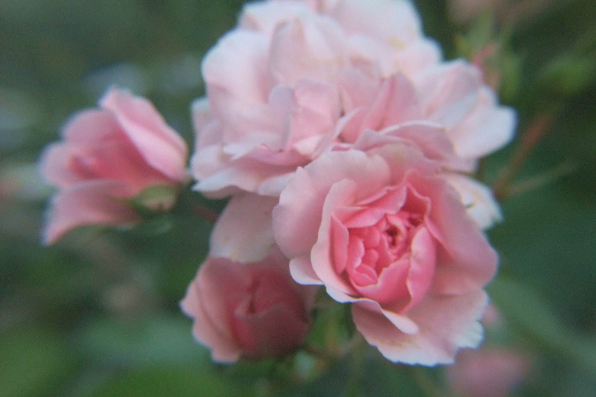 Vielfalt der Sommerblumen Linz