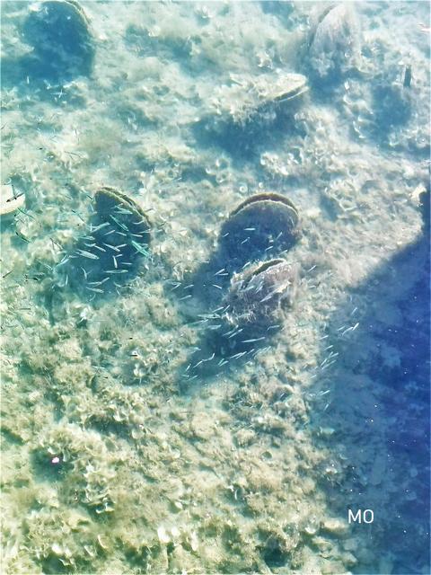 Kroatienurlaub, Bilder, Meerestiere