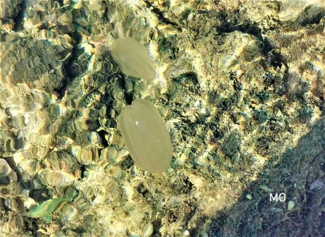 Rippenquallen, Kroatien