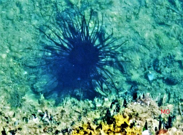 Seestern, Meer, Kroatien