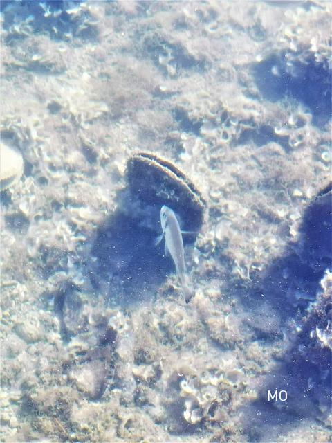 Fische, Meer, Kroatien