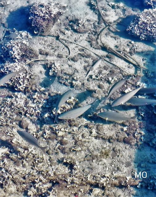 Fische, Meer, Kroatien