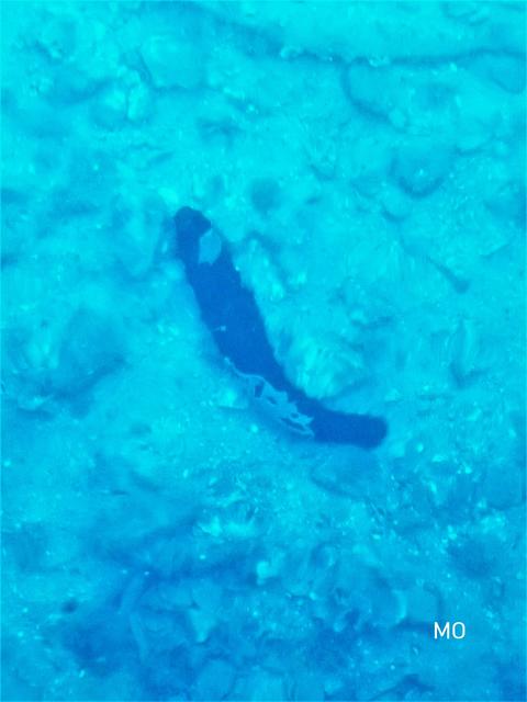 Seegurke, Kroatienurlaub