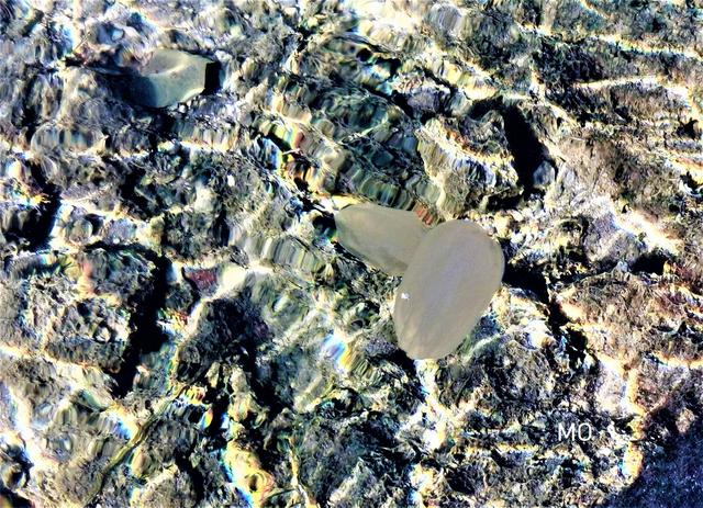 Quallen, Gattung Rippenquallen