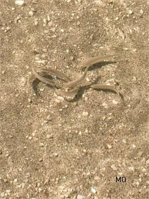 Fische, Meer Kroatien