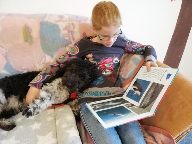 Auch im neuen Schuljahr kommt Therapiehündin "Lola" von Zeit zu Zeit mit ihrer Besitzerin und Direktorin Silke Lanz mit in die Volksschule Hochburg-Ach.  | Foto: Silke Lanz