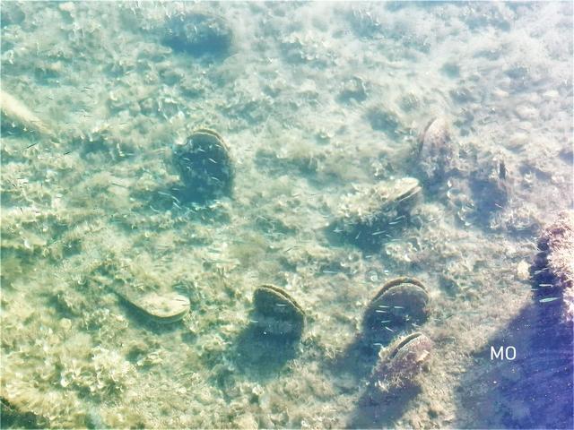 Fische, Meer, kroatien,