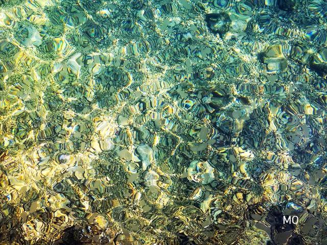 Quallen, Rippenquallen, Kroatien