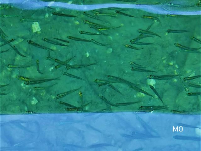 Fische, Kroatien, Meer