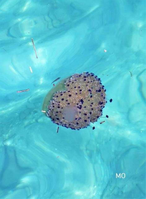 Meduse, Rippenqualle