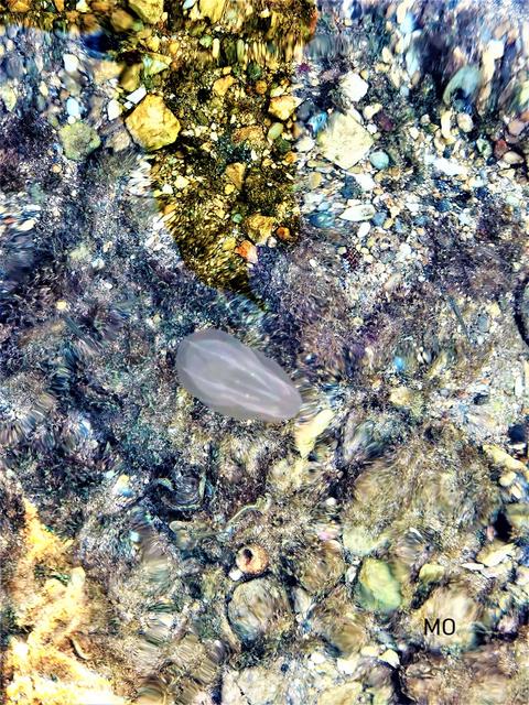 Quallen, Rippenquallen