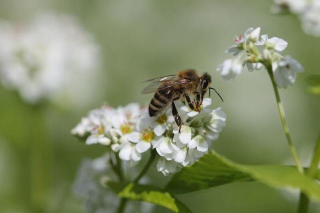 Den Imkerinnen und Imkern blieb nur eine kleine Ernte, die Bienen vernaschten den Honig größtenteils selbst. | Foto: Michael Rubinigg